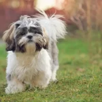 Teacup-Shih-Tzu
