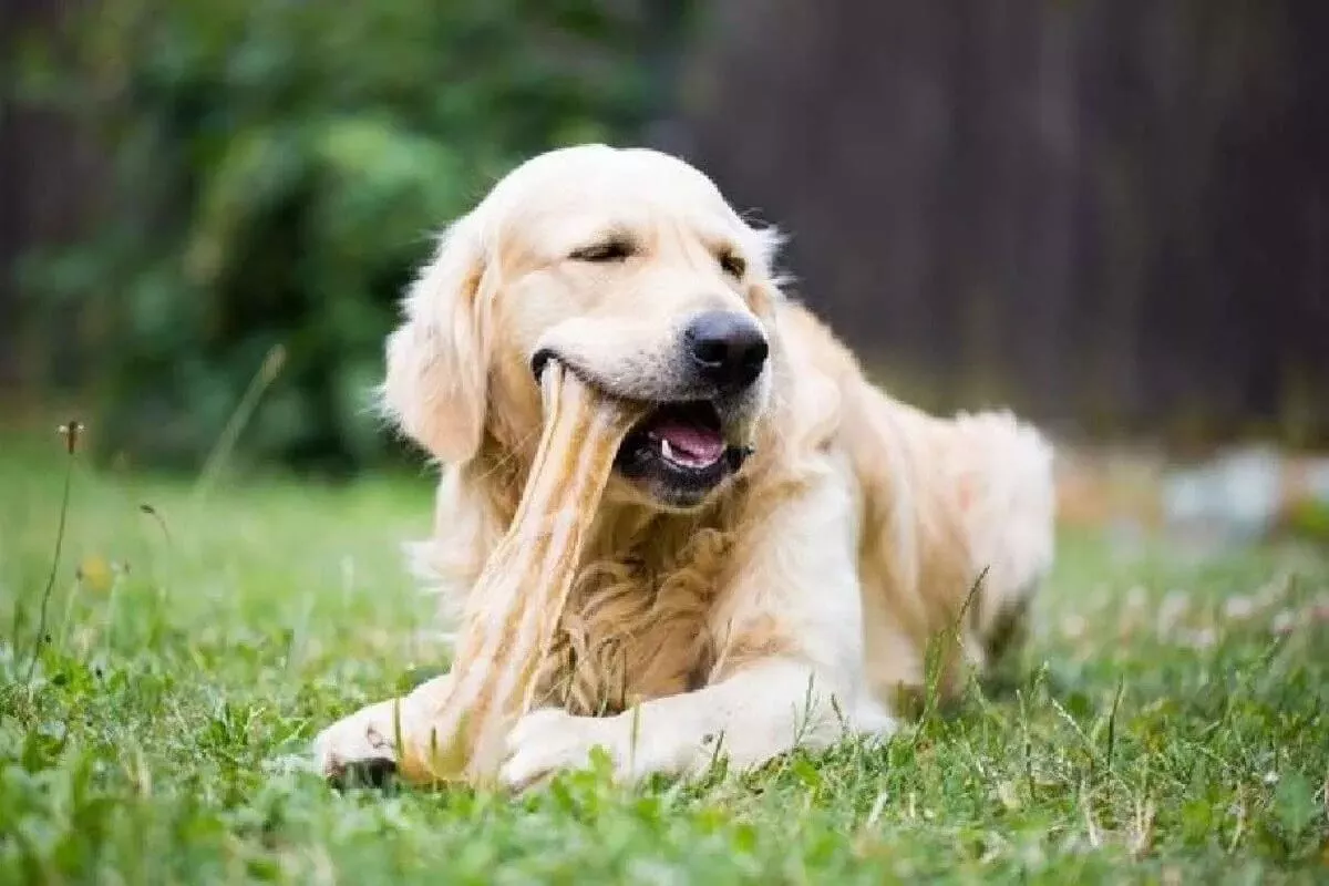 Healthiest-Chewing-Material-for-Dogs