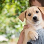 How do you Choose the Right Puppy at your House, A List of Top 10 Dogs that are Suitable for Homes with Children