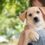 How do you Choose the Right Puppy at your House, A List of Top 10 Dogs that are Suitable for Homes with Children