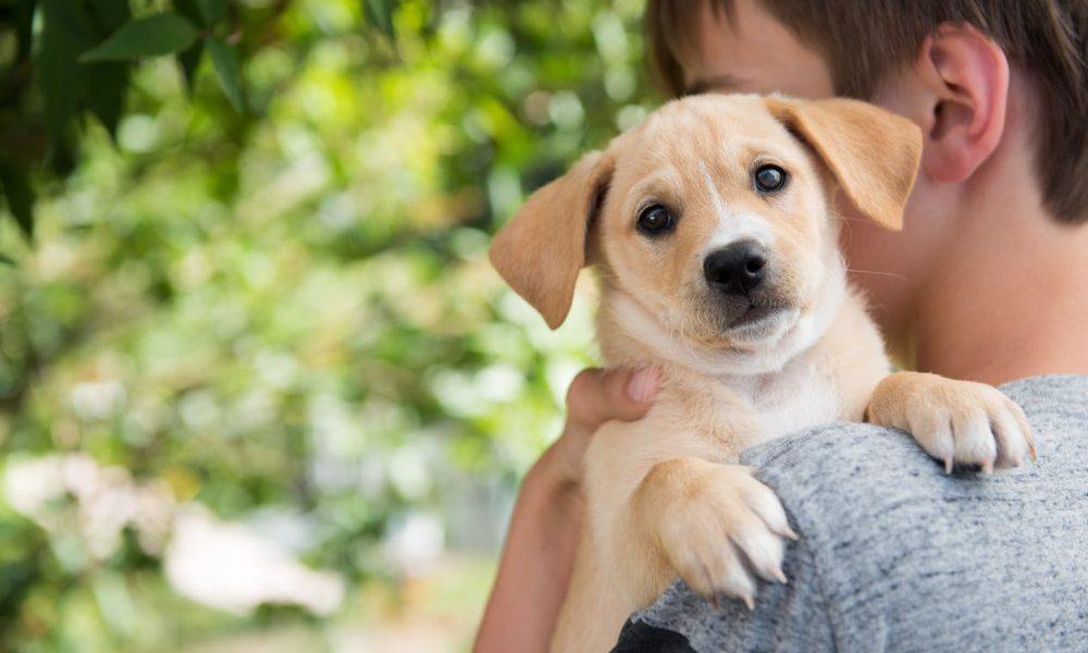 How do you Choose the Right Puppy at your House, A List of Top 10 Dogs that are Suitable for Homes with Children