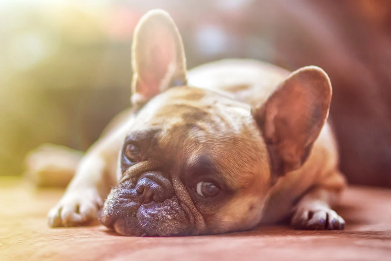 Understanding the Dangers of Boredom in Dogs