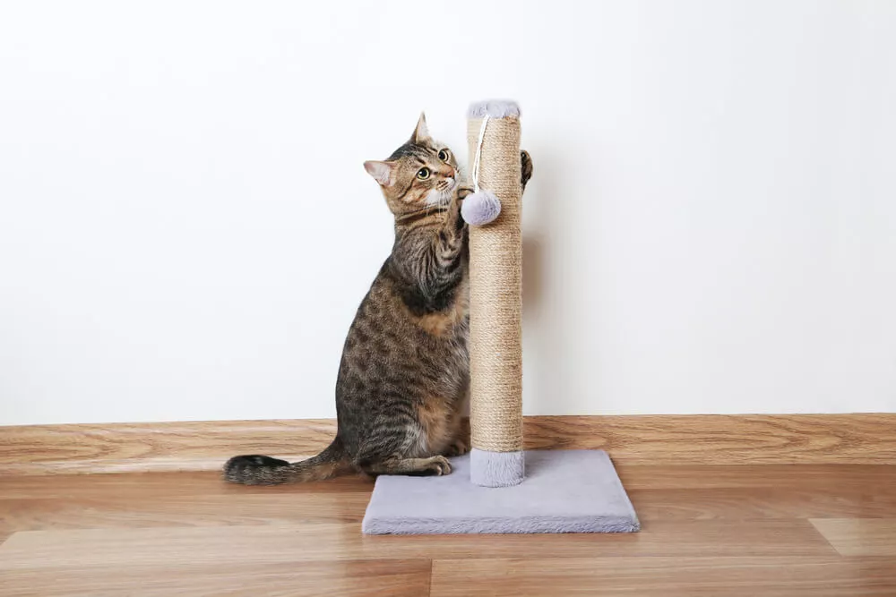Cat-Scratching-Furniture