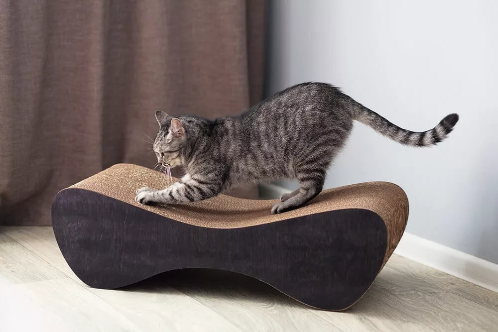 Cats-Scratching-Furniture