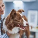 Tips for Senior Pet Care