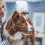 Caring for Your Aging Companion: Tips for Senior Pet Care
