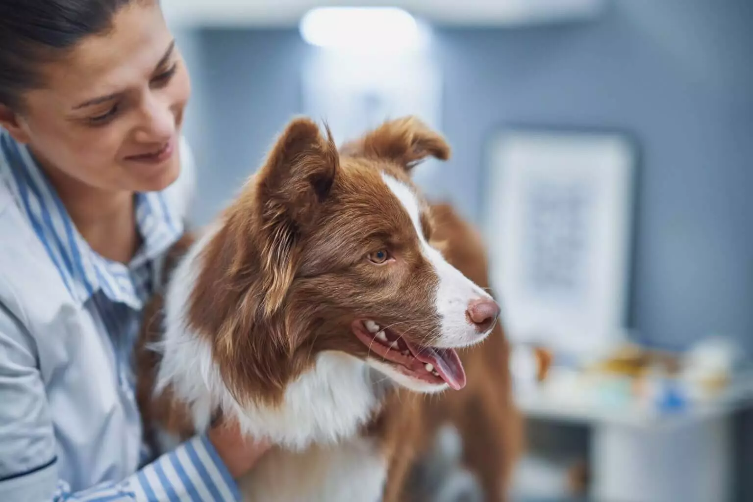 Tips for Senior Pet Care