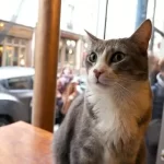 Best Cat Cafés in Europe