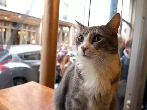 Best Cat Cafés in Europe