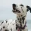 Guardians of Canines: Unveiling the Benefits of Dog GPS Trackers
