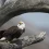 Bald Eagles: A Symbol of Resilience and Conservation