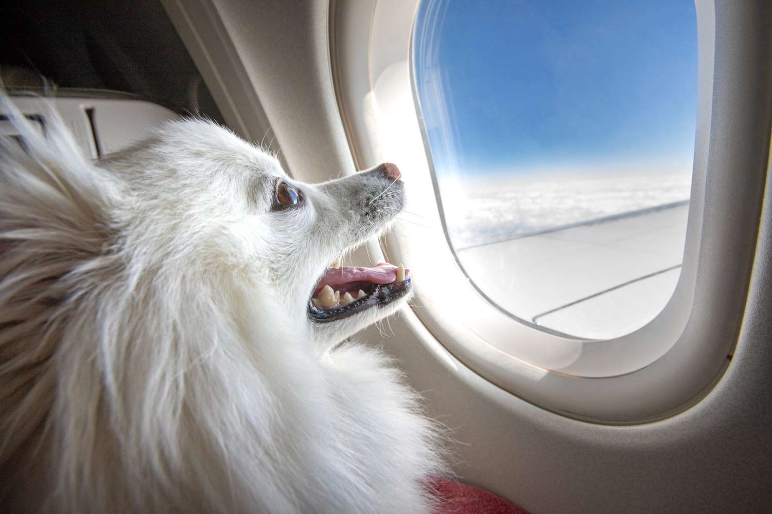 Pet on an Airplane