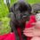 Finding Your Perfect Companion: Cane Corso Puppies for Sale at $700