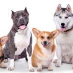 Support Supplements for Dogs