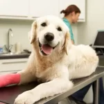 common surgeries for pets