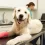 What to Expect if Your Pet Requires Surgery