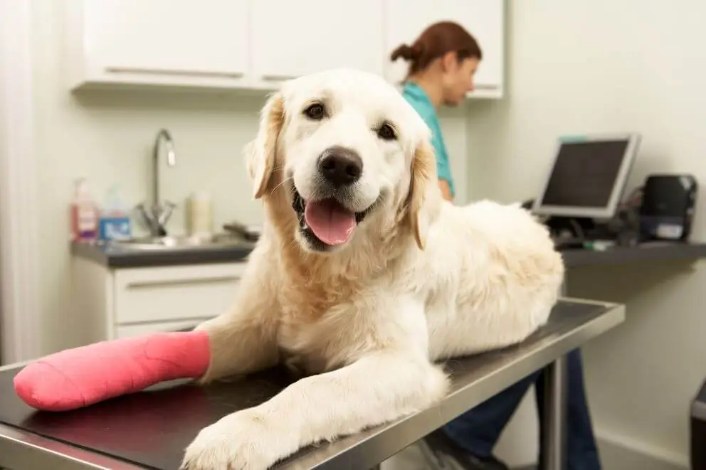common surgeries for pets