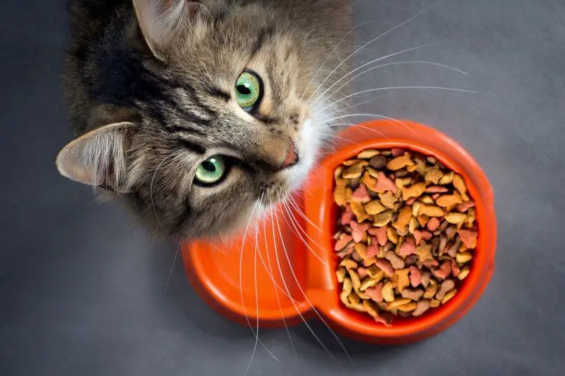 pet nutrition myths