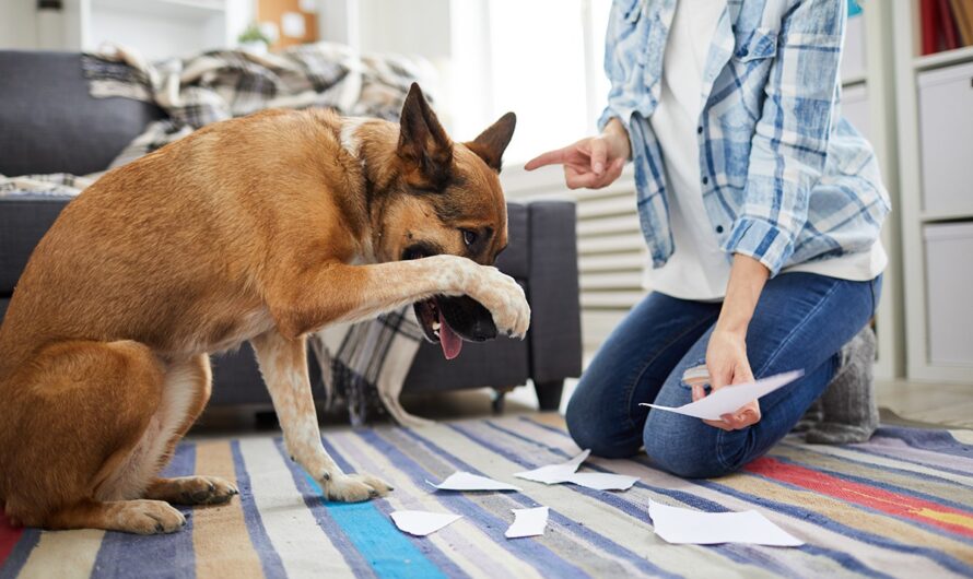 Top 5 Dog Bad Habits and How to Fix Them