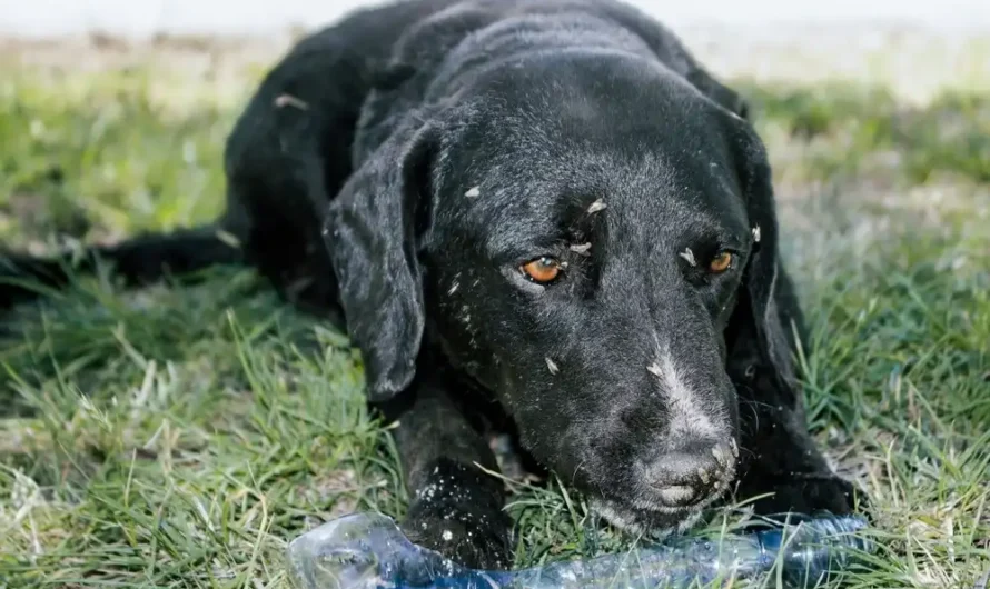 How to Identify and Treat Black Fly Bites On Dogs