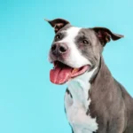 How Long Do Pit Bulls Live