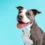 How Long Do Pit Bulls Live? A Complete Guide to Their Lifespan