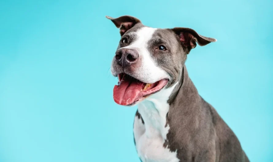 How Long Do Pit Bulls Live? A Complete Guide to Their Lifespan