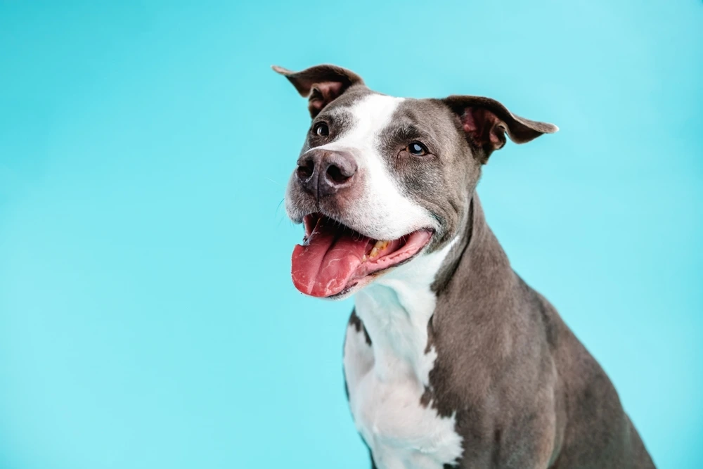 How Long Do Pit Bulls Live