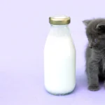 Are Cats Lactose Intolerant