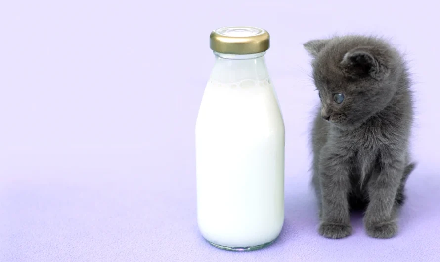 Are Cats Lactose Intolerant? The Truth About Cats And Dairy