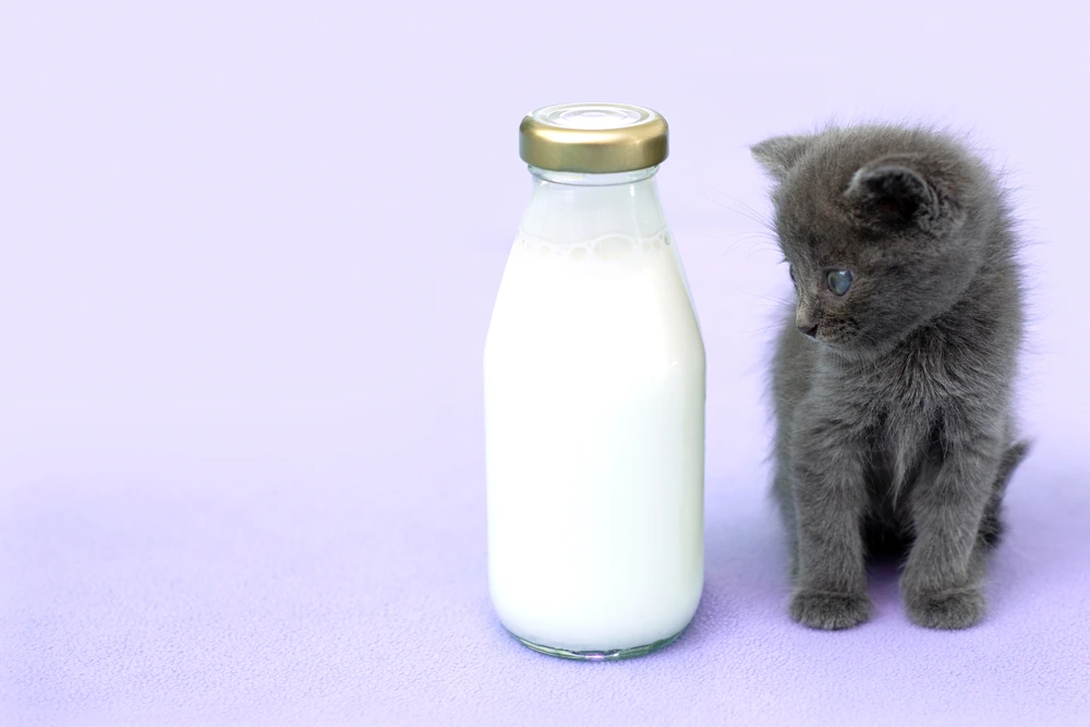 Are Cats Lactose Intolerant Are Cats Lactose Intolerant