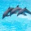Are Dolphins Dangerous? Understanding Their Behavior Toward Humans