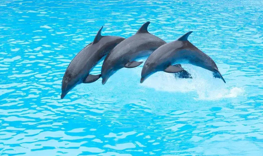 Are Dolphins Dangerous? Understanding Their Behavior Toward Humans