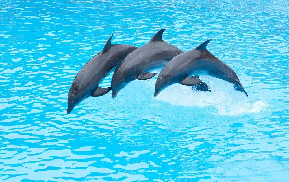 Are Dolphins Dangerous Are Dolphins Dangerous
