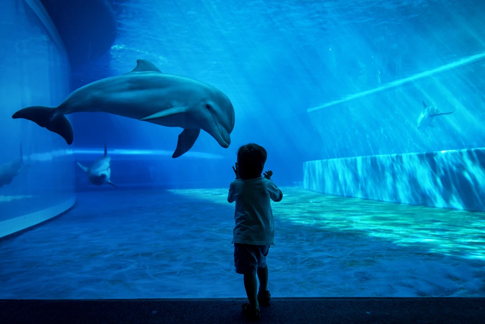 Do Dolphins Attack Humans Do Dolphins Attack Humans