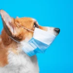 Dog Cold Virus Symptoms