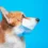 Dog Cold Virus Symptoms: Signs, Care & Natural Remedies