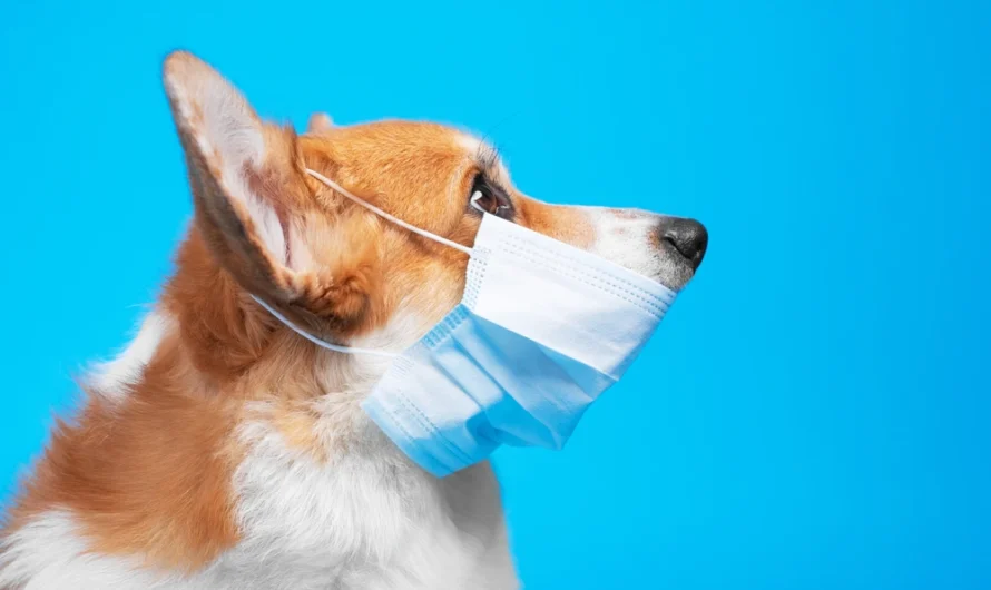 Dog Cold Virus Symptoms: Signs, Care & Natural Remedies