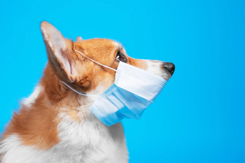 Dog Cold Virus Symptoms Dog Cold Virus Symptoms