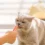 Healthy Cat Treats Your Furry Friend Deserves