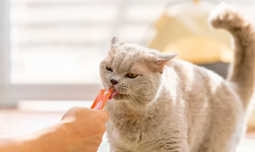Healthy Cat Treats Your Furry Friend Deserves