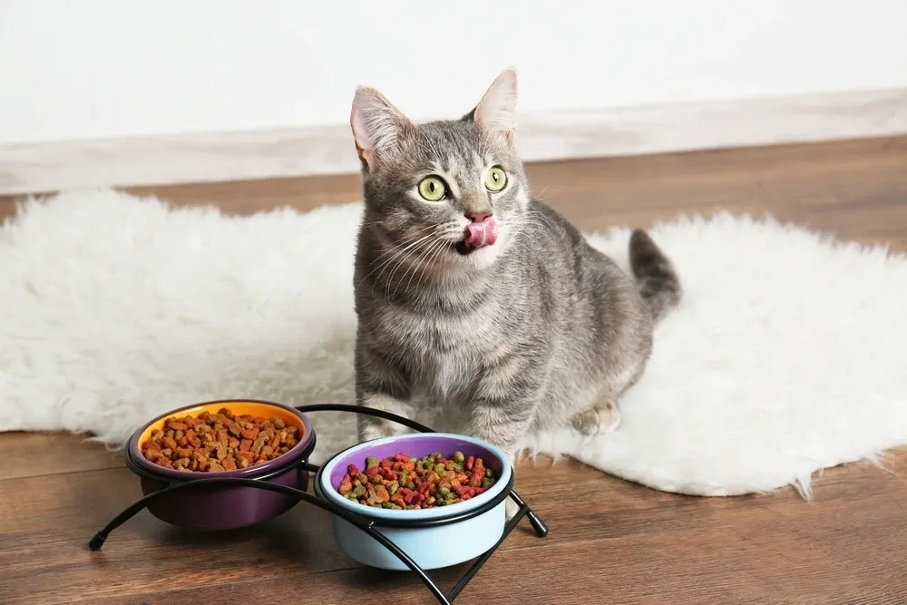 Healthy Cat Treats For Indoor Cats Healthy Cat Treats For Indoor Cats