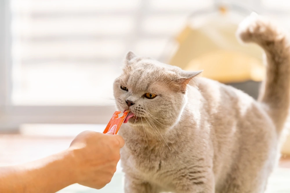 Healthy Cat Treats Healthy Cat Treats