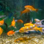 How To Take Care Of A Fish