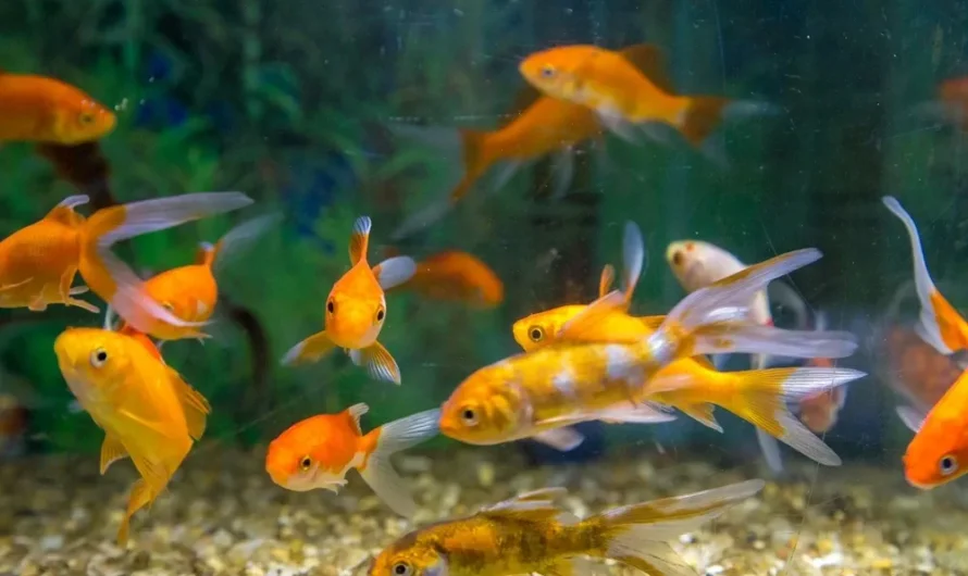 How To Take Care Of A Fish: A Complete Beginner’s Guide