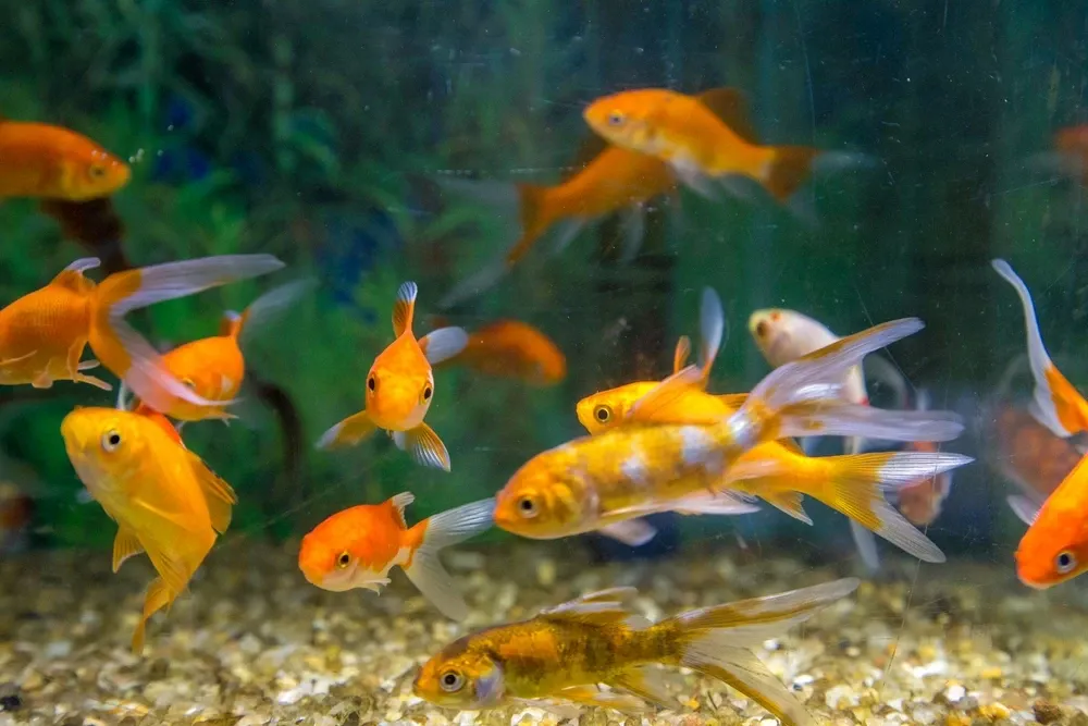 How To Take Care Of A Fish How To Take Care Of A Fish