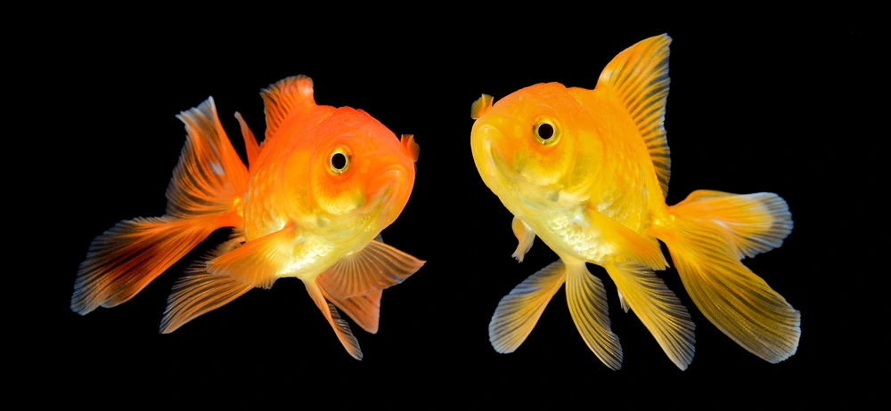 How To Take Care Of A Goldfish How To Take Care Of A Goldfish