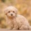 Top Poodle Mix Breeds: Cute, Hypoallergenic, and Perfect for Any Home
