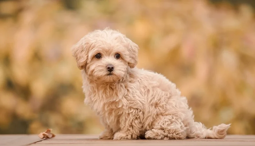 Top Poodle Mix Breeds: Cute, Hypoallergenic, and Perfect for Any Home