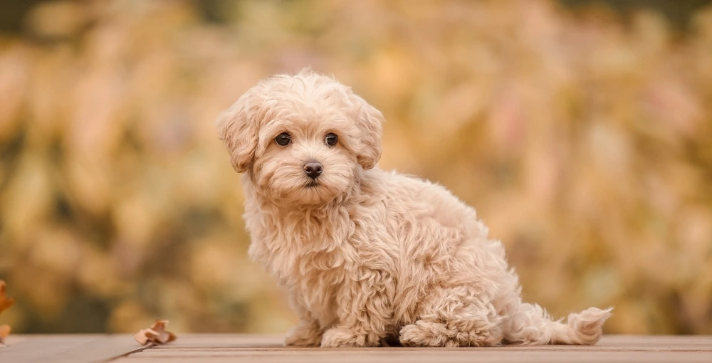 Poodle Mix Breeds Poodle Mix Breeds